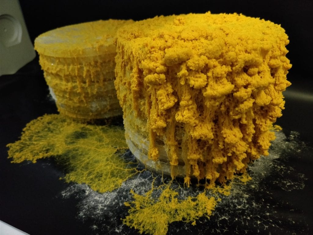 a-slime-mold-called-le-blob-joyful-microbe