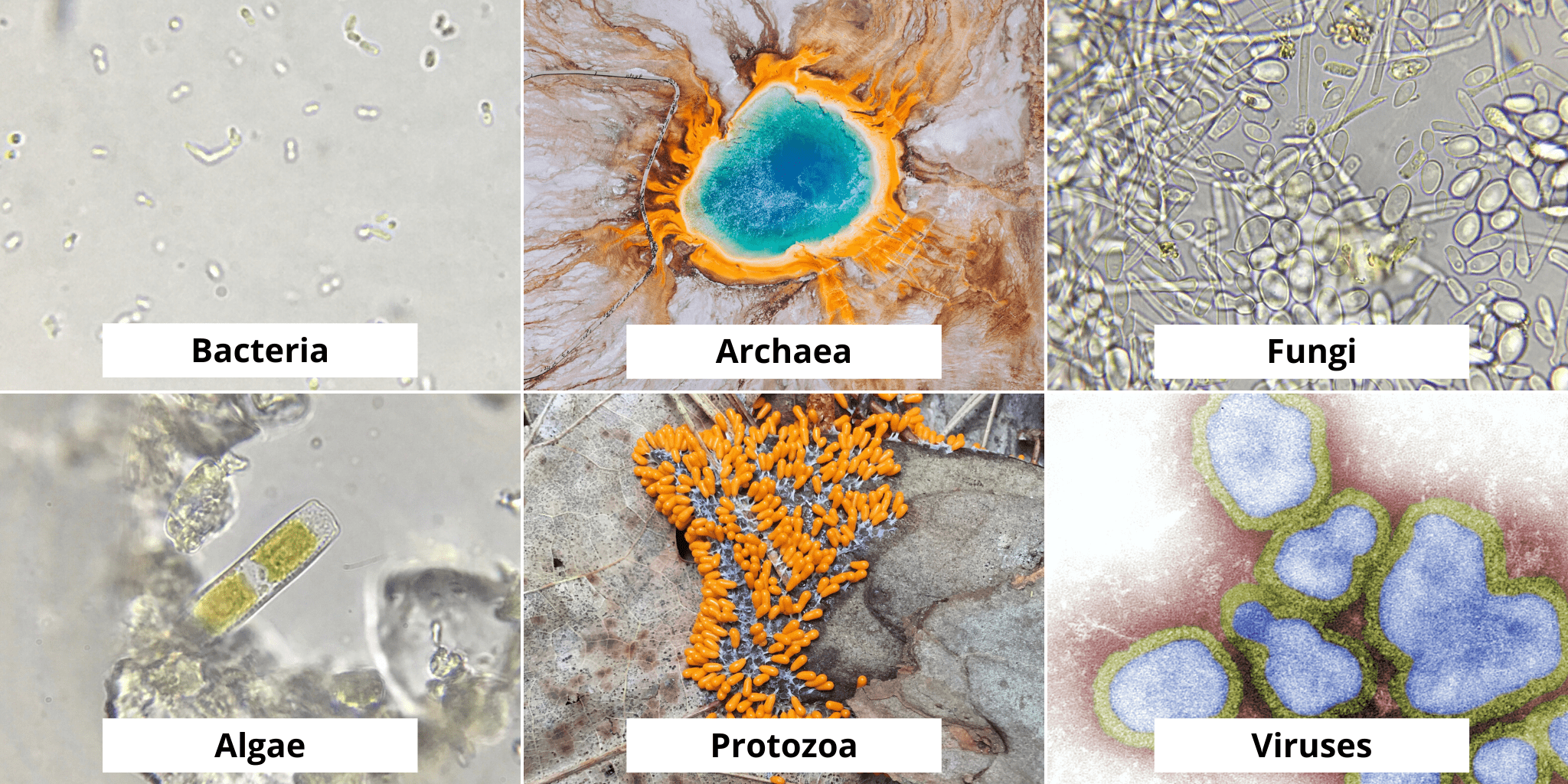 types of archaea