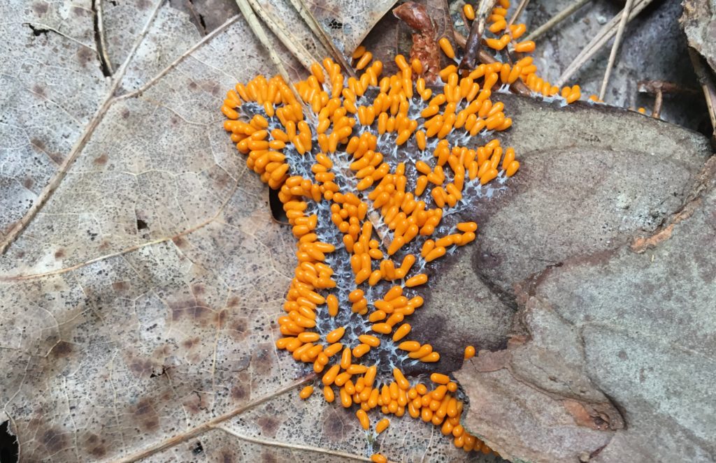 orange slime mold on a leaves