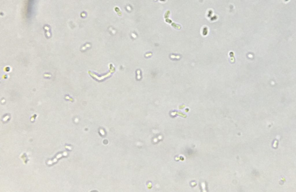 microscopic image of unstained bacteria from sauerkraut
