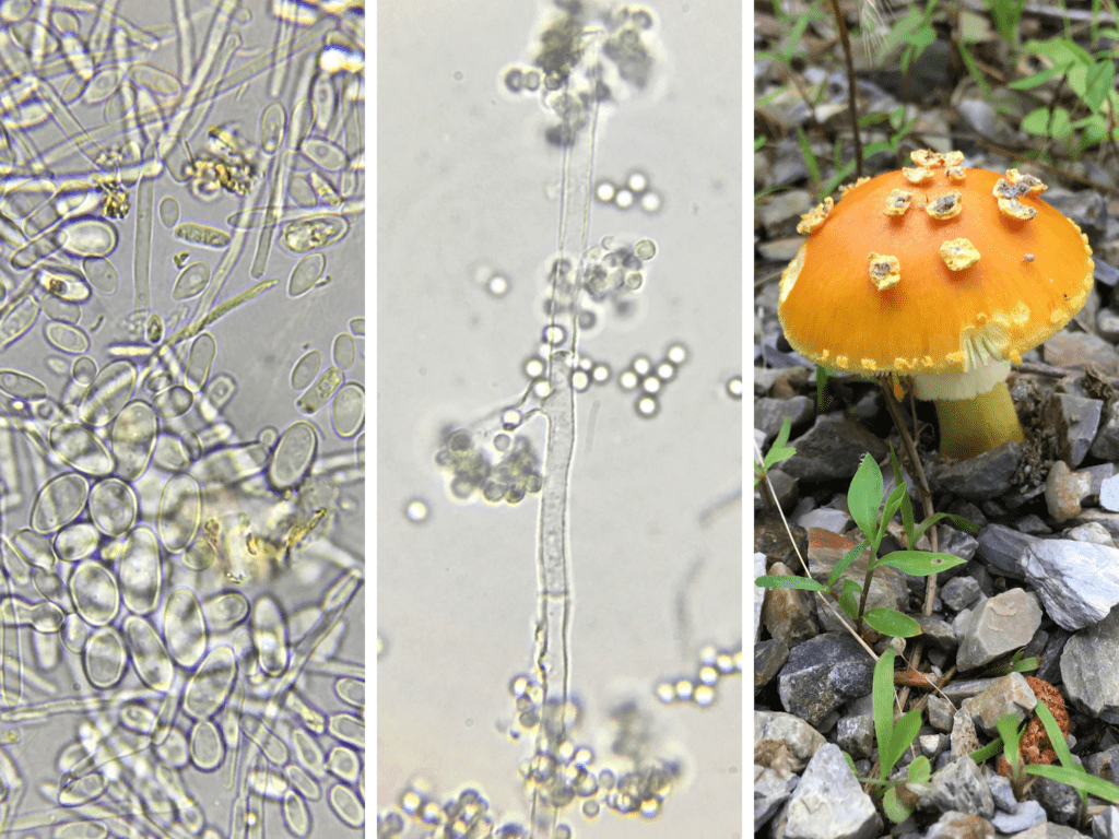 three images, yeast, mold, and a mushroom