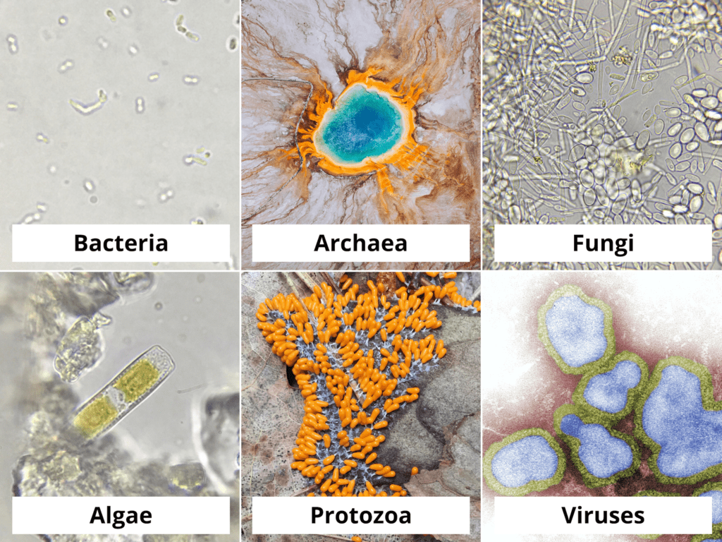 Three Different Types Of Bacteria