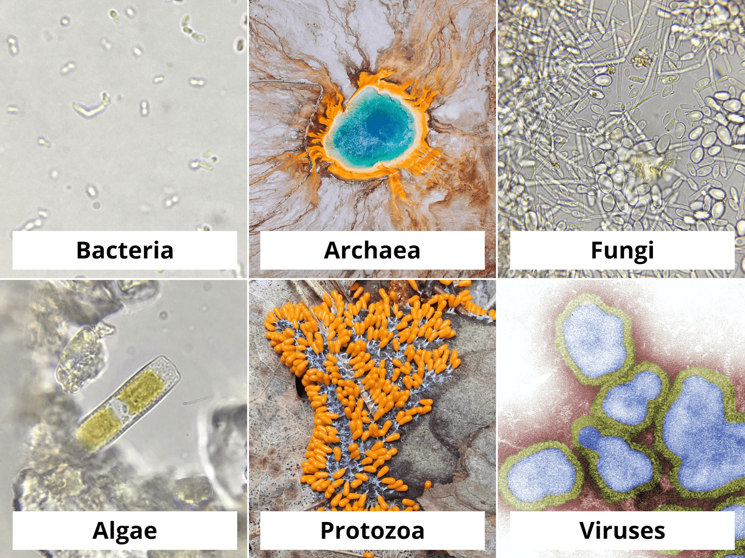 types of microorganisms with names