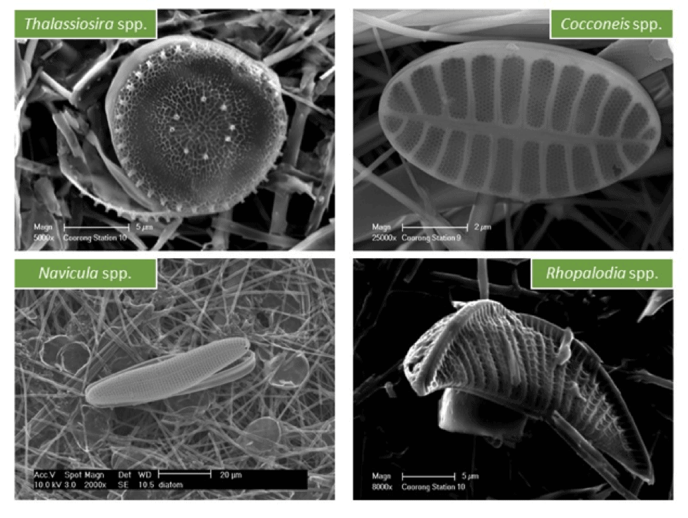 Life begins with algae | Joyful Microbe
