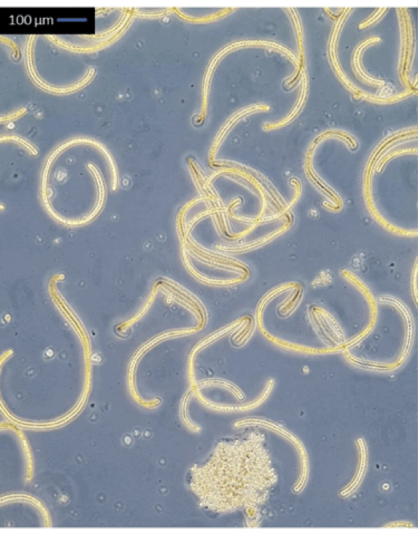 Life begins with algae | Joyful Microbe