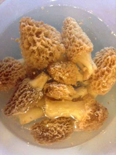 Fungi-1-rotated.jpg