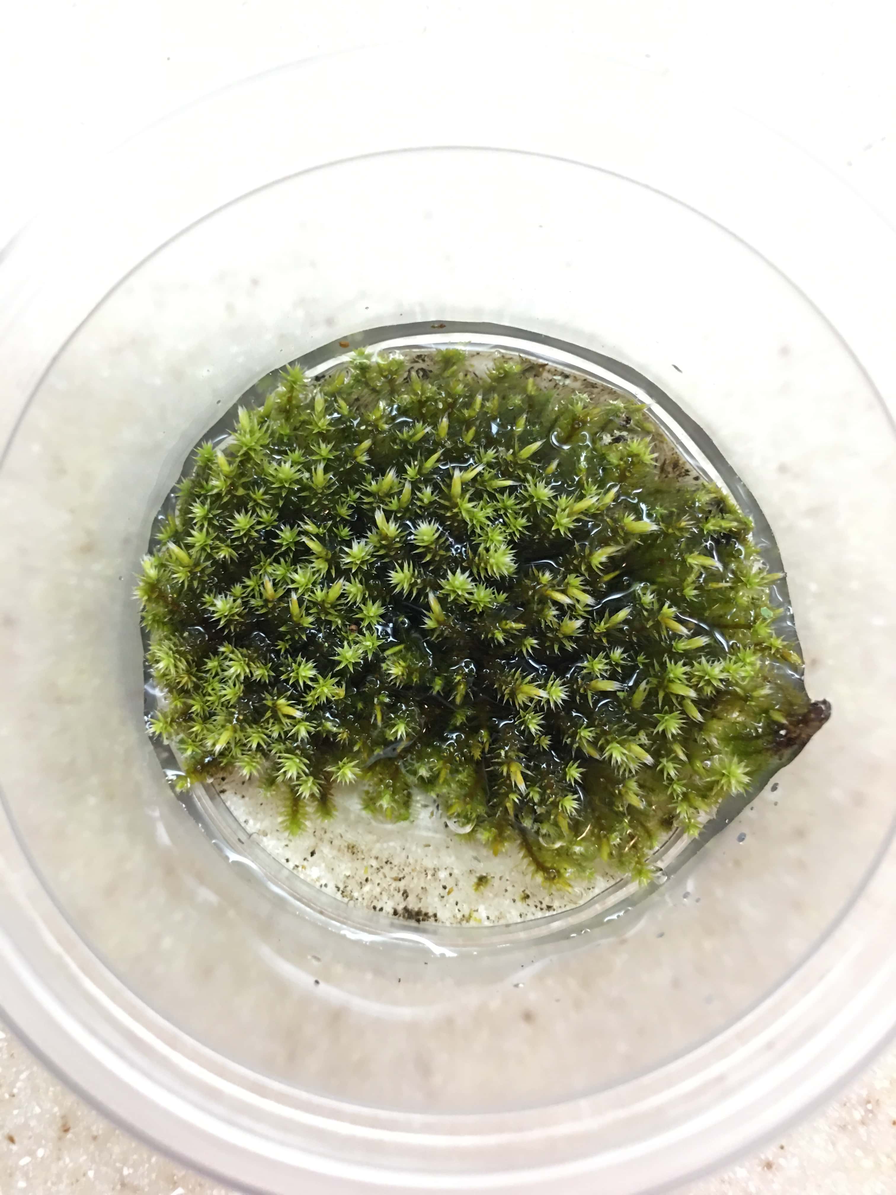 Moss sample in water.