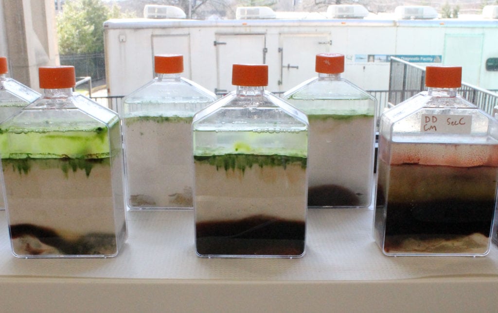 Winogradsky columns in tissue culture flasks with layers of various colors: green, red, brown, and beige.
