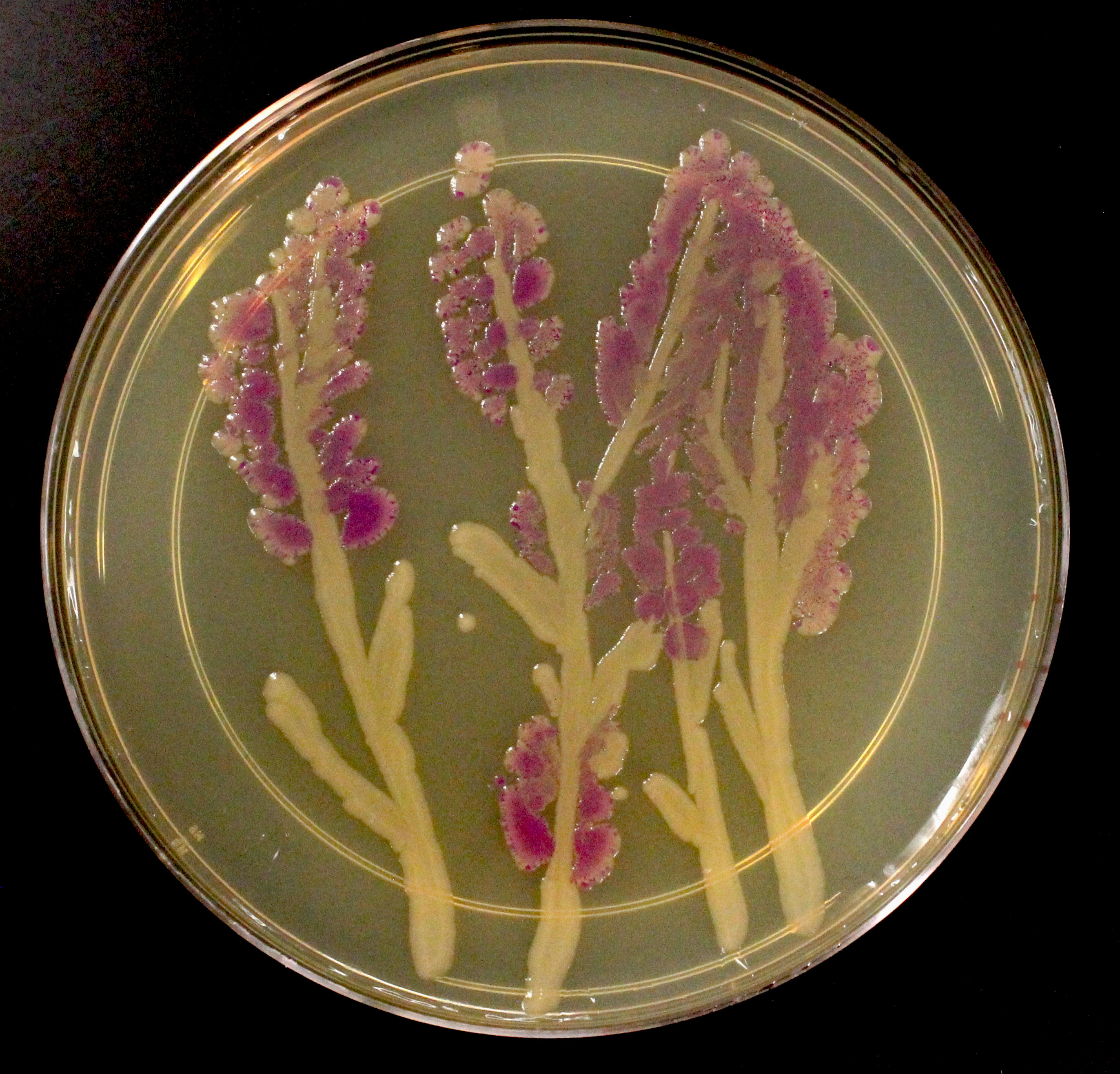 Petri dish with pink flowers painted on using bacteria.