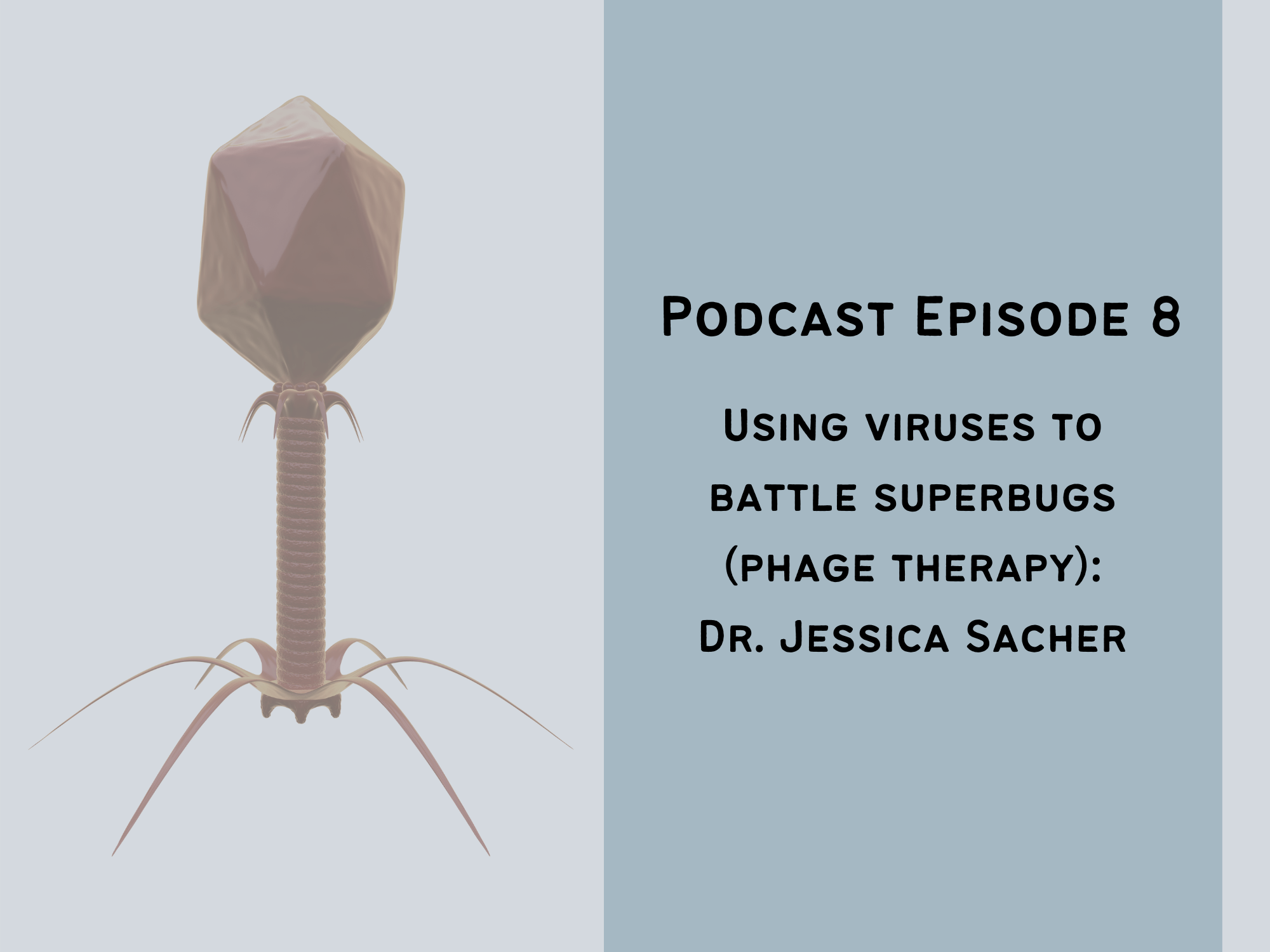 Bacteriophages are viruses that infect bacteria but are harmless