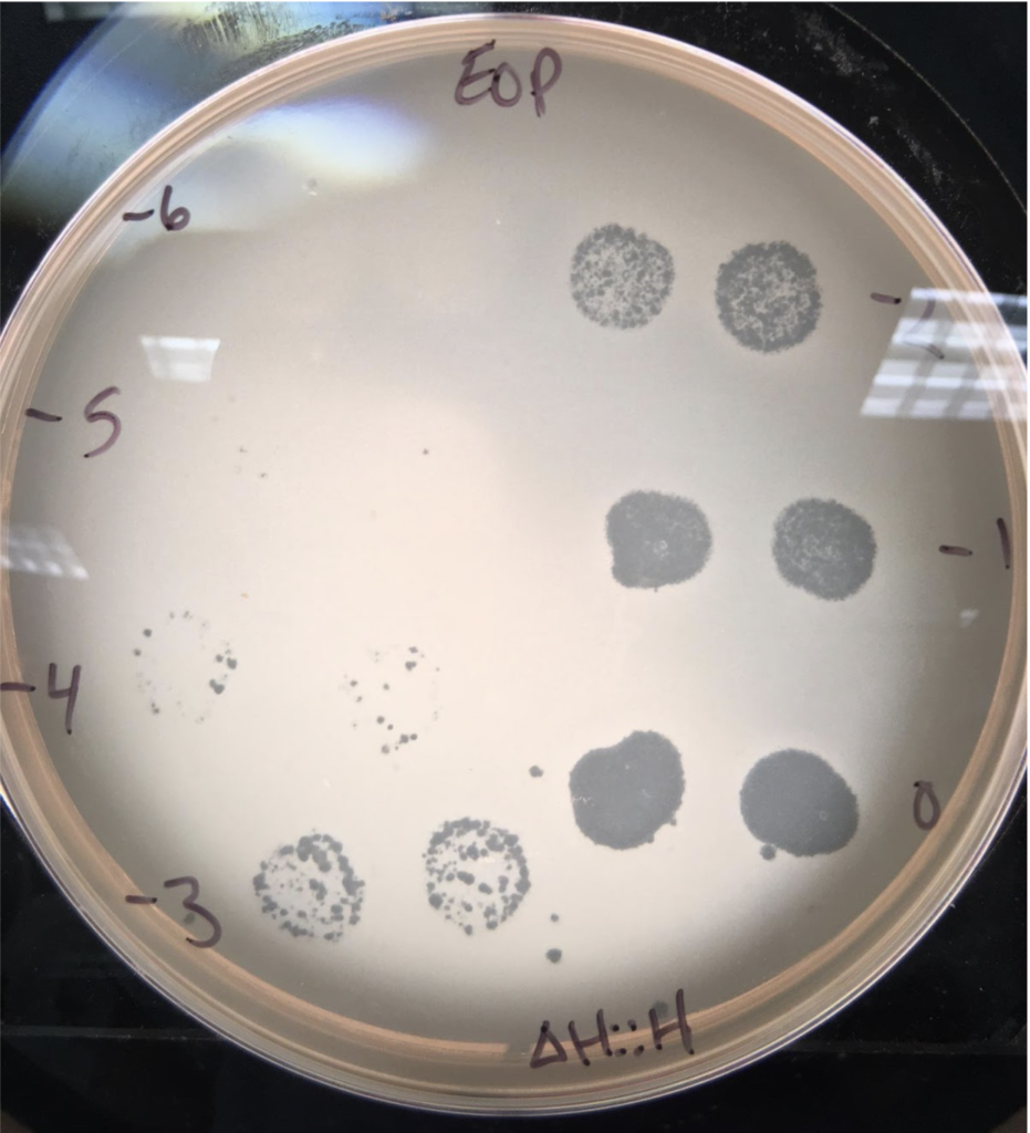 Petri dish with bacteria growing and clear zones where there are phage plaques.