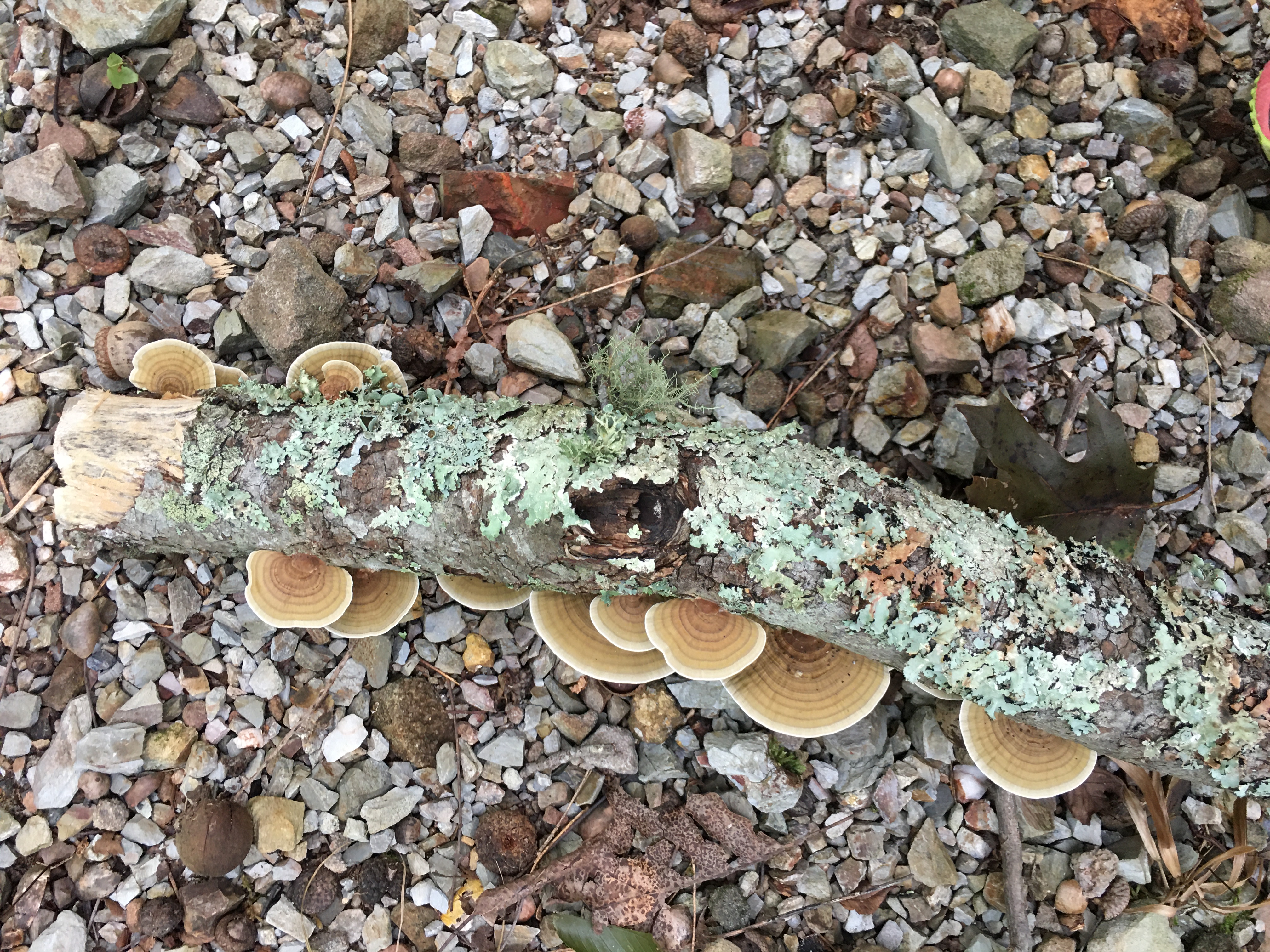 Tree branch with green and white lichens all over and bracket fungi growing off the side.