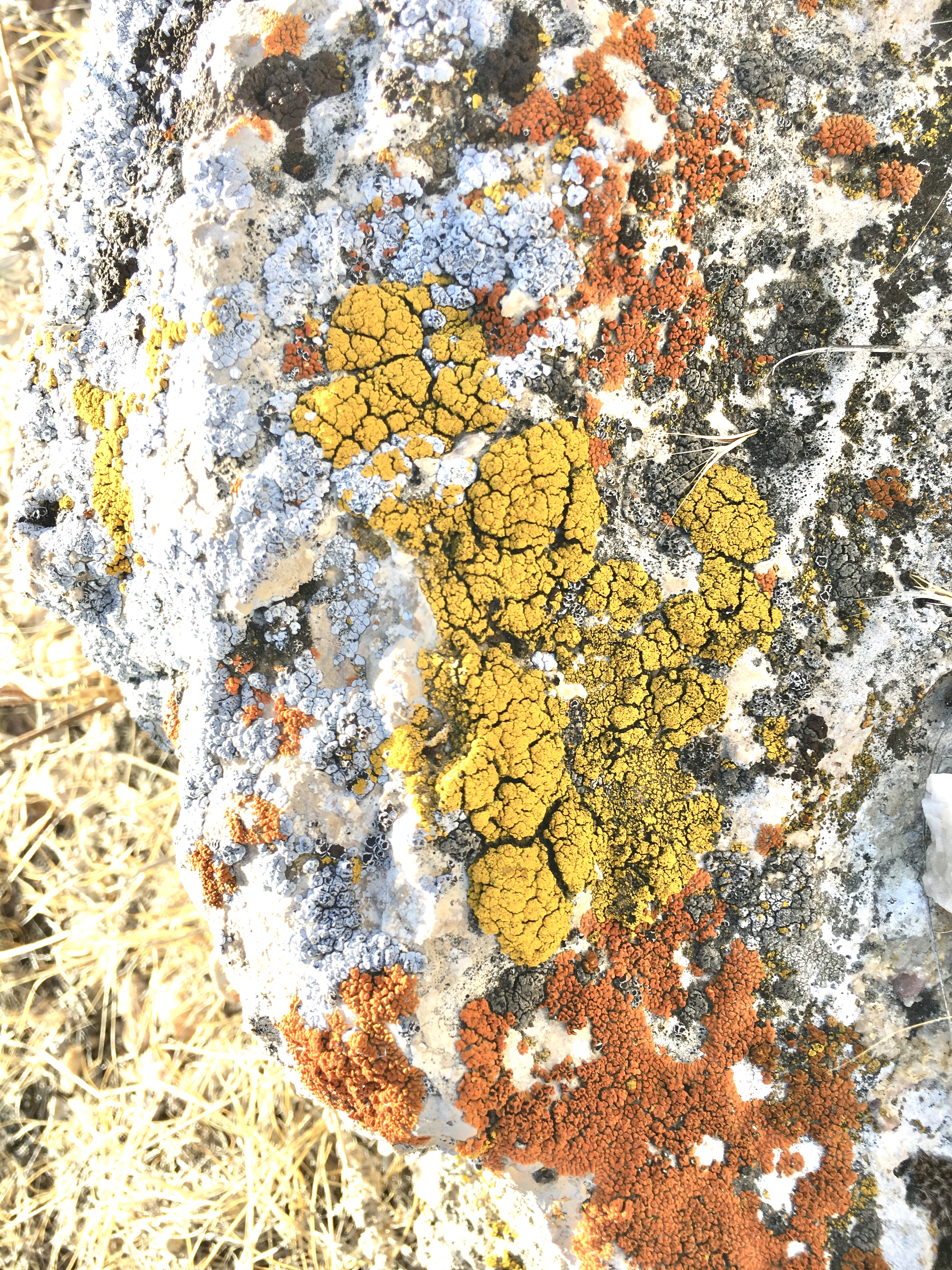Gray rock with bright yellow, orange, and gray lichens growing on it.