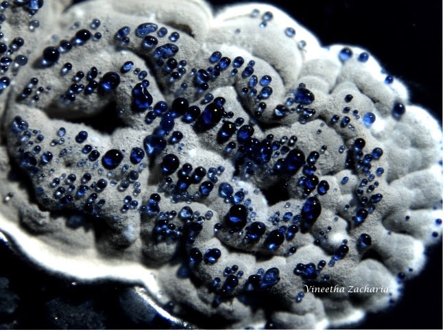 White bacterial colony with blue droplets on surface.