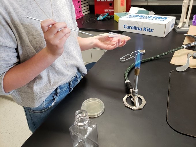Student holding test tube by a bunsen burner and about to streak bacteria on a petri dish.