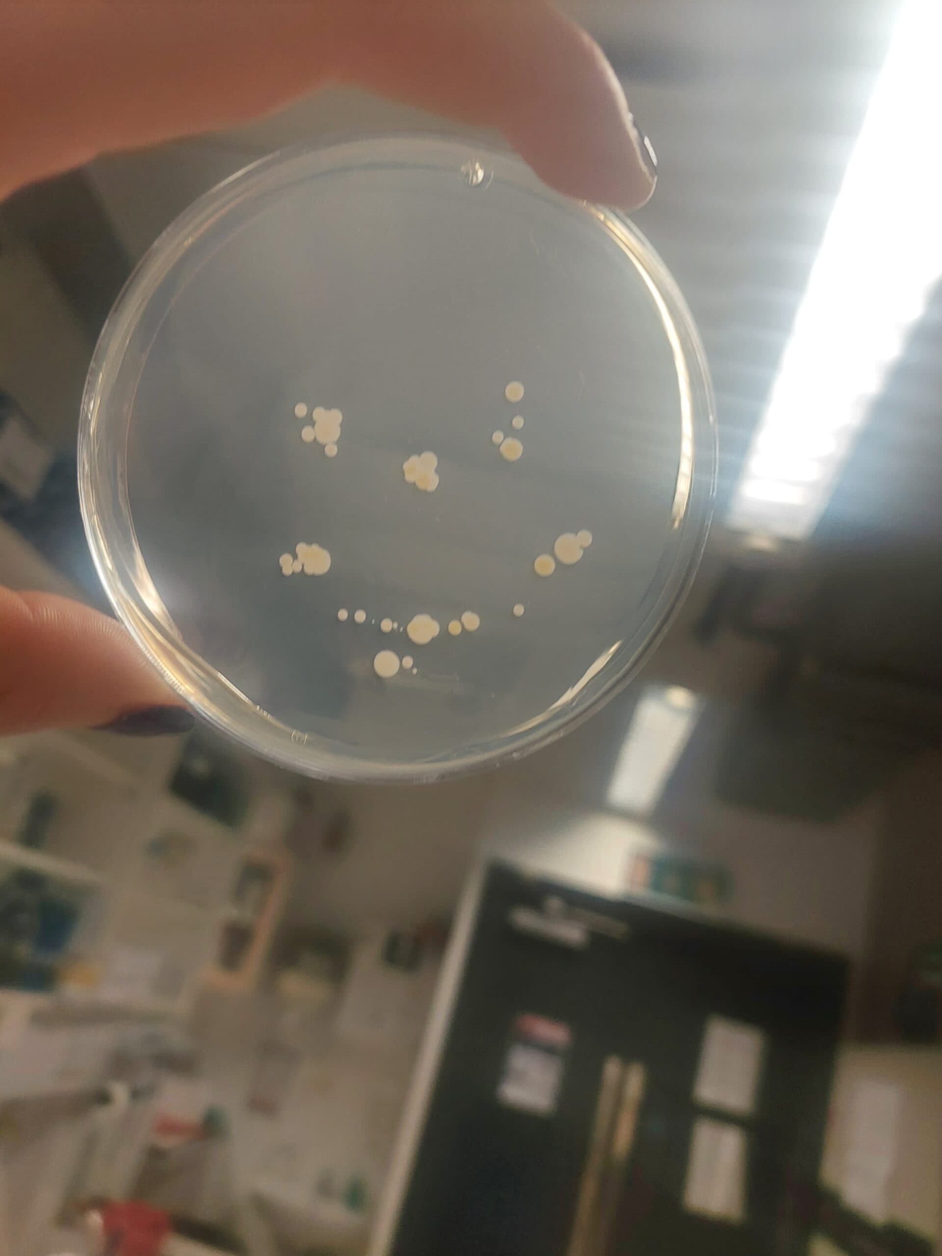 Petri dish showing fewer bacteria after hand washing.