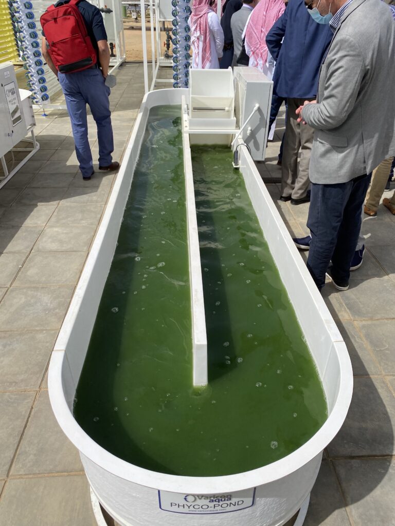 Large tub with green liquid algae.