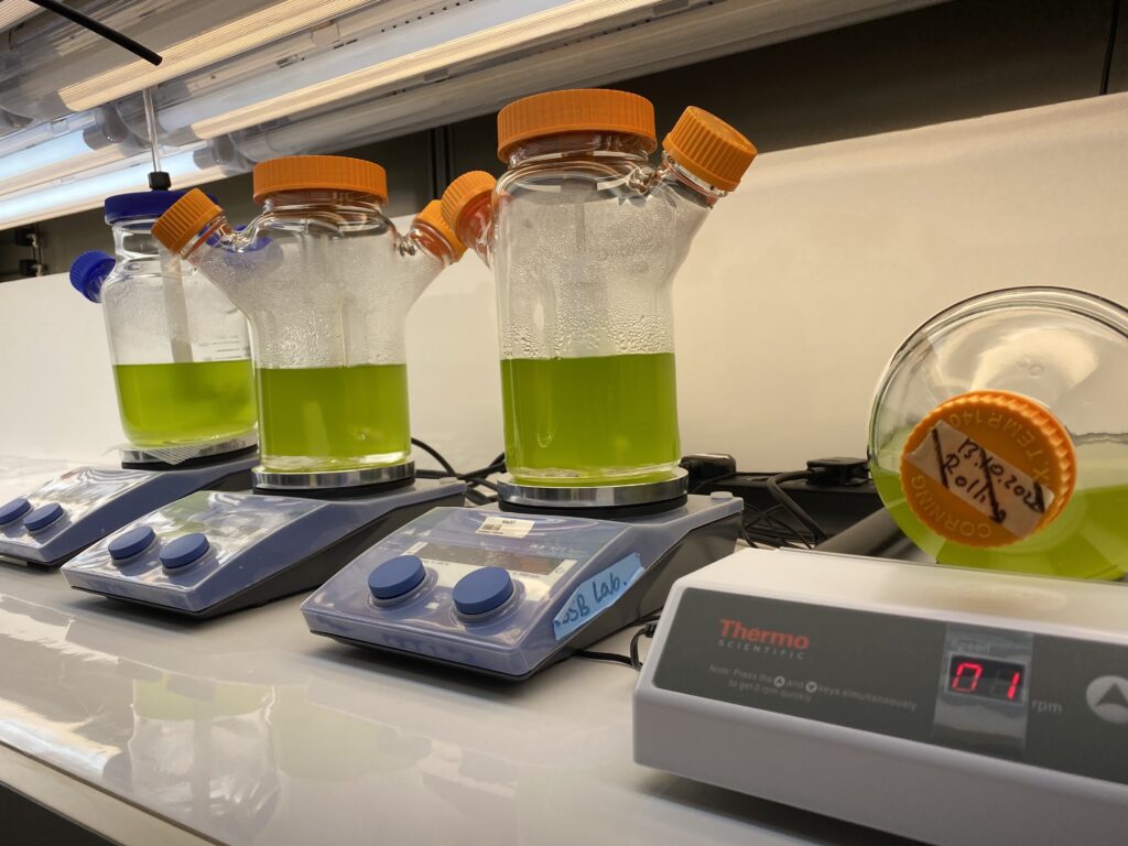 Bottles with bright green liquid algae.