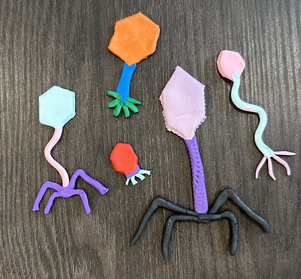 Modeling clay bacteriophages of various colors, including purple, black, green, blue, and orange.