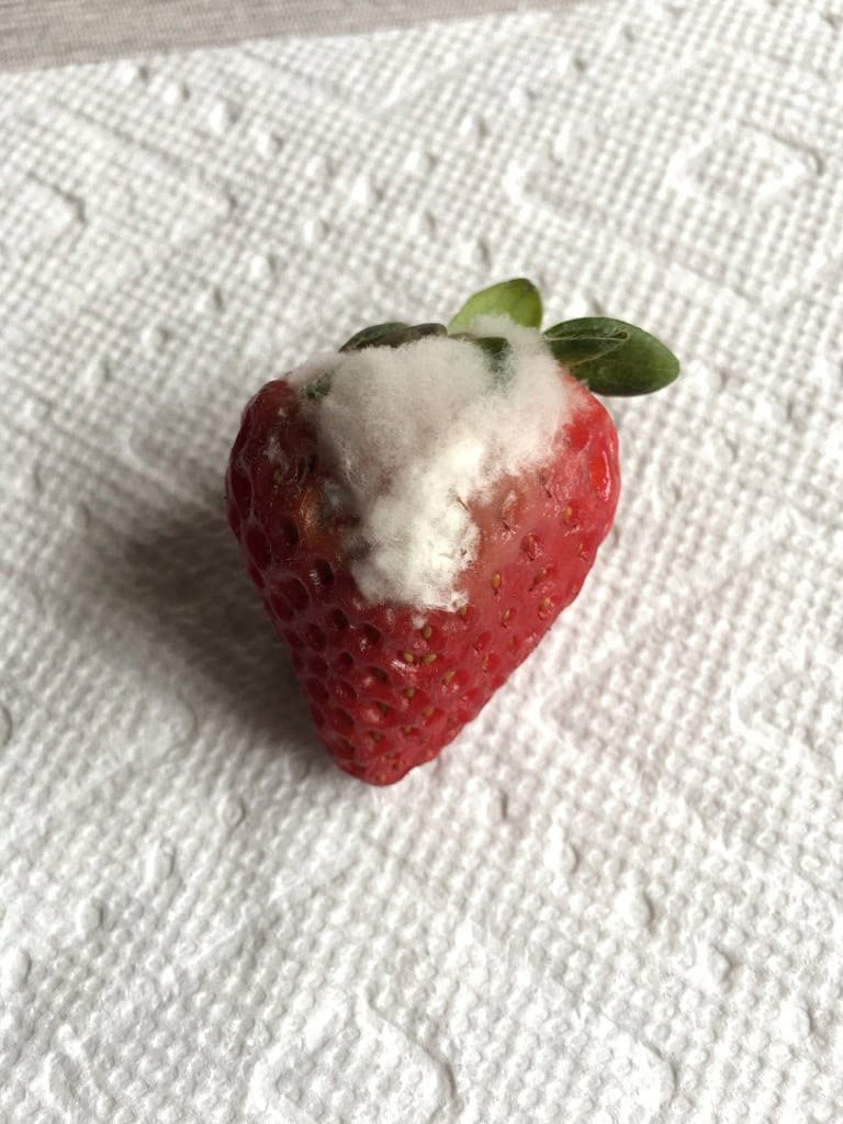 Strawberry with mold on a paper towel.
