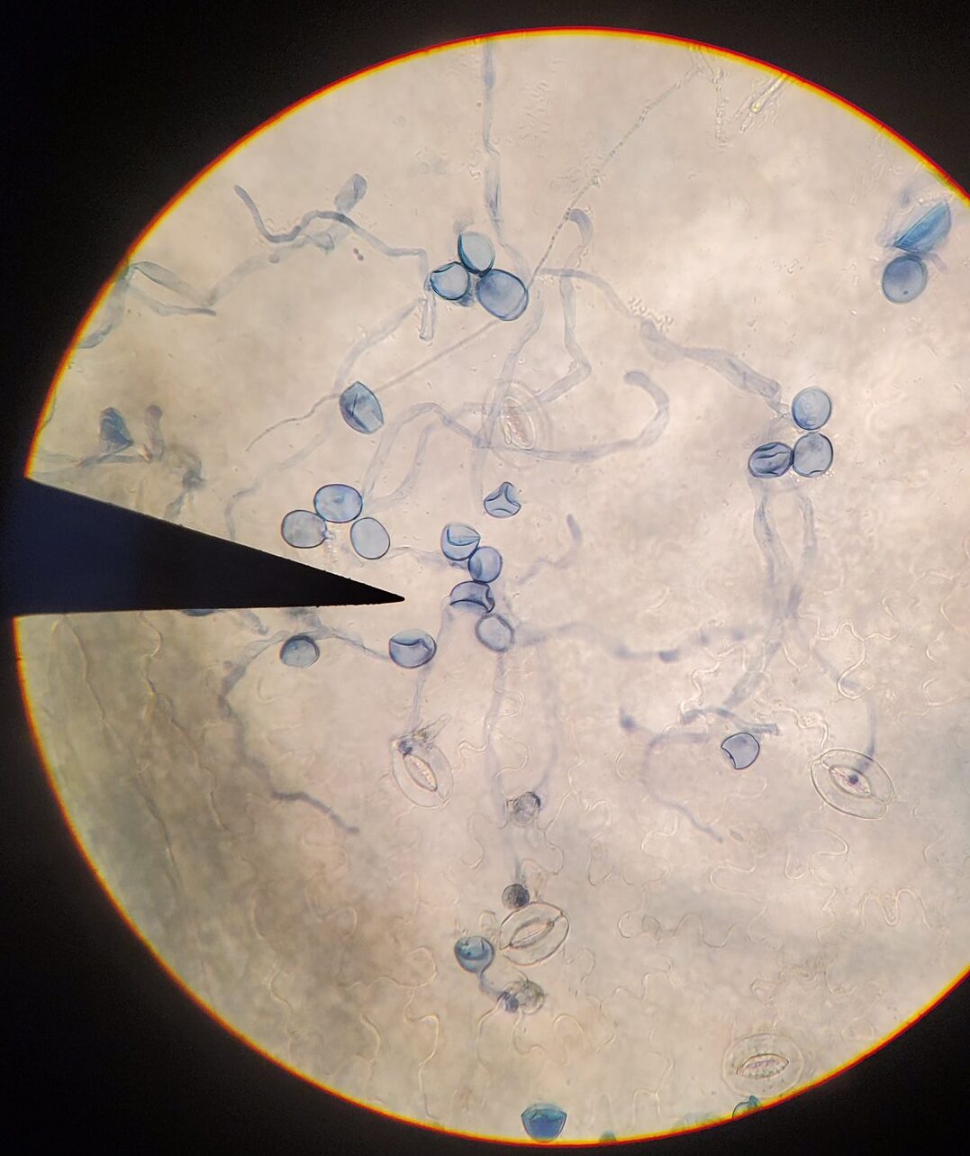 Blue stained downy mildew spores.